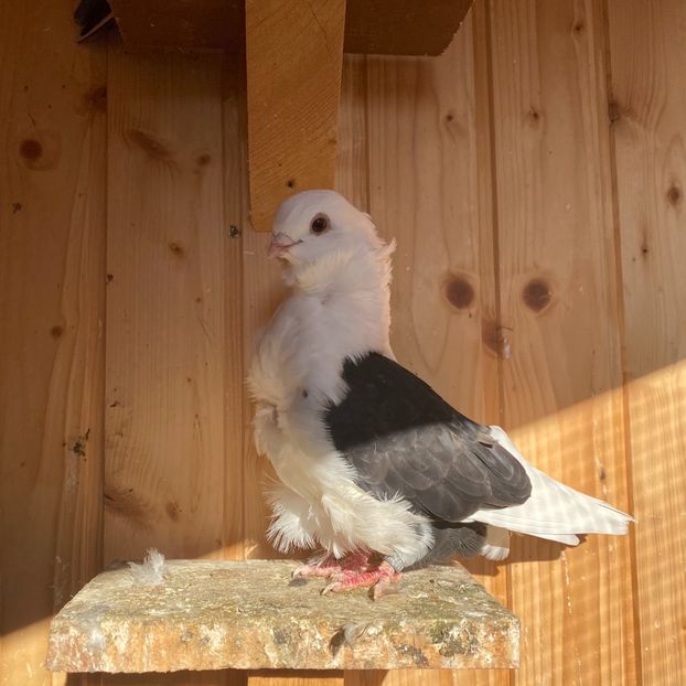 3EA27B8B-2180-403F-AB82-44F7A897A6ED - Pescarusi chinezi 2020