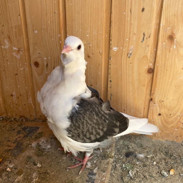 D86C60DB-FE8C-4148-A80E-45687206C287 - Pescarusi chinezi 2020