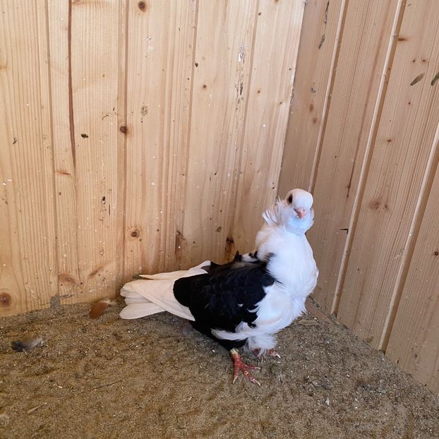 A33E5D35-B195-4B75-86AF-73E700CCF930 - Pescarusi chinezi 2020