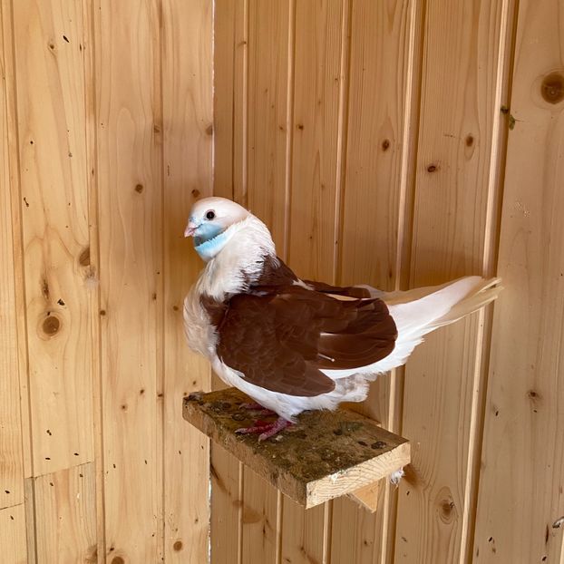 BA0B58D9-8497-4F28-A6F8-5BEB041D2444 - Pescarusi chinezi 2020