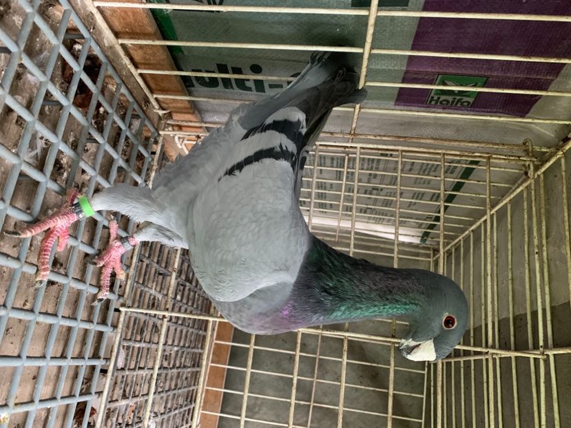 M 2020 - Germani masculi 2021