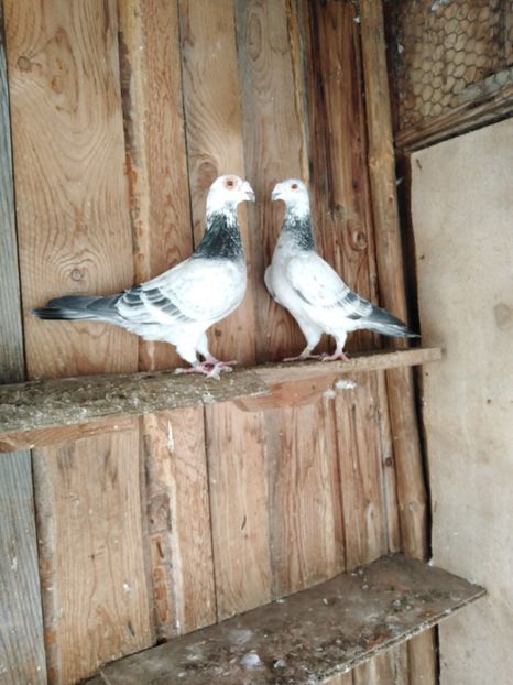  - Voiajori stil vechi 2021