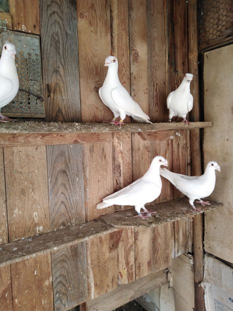  - Voiajori stil vechi 2021