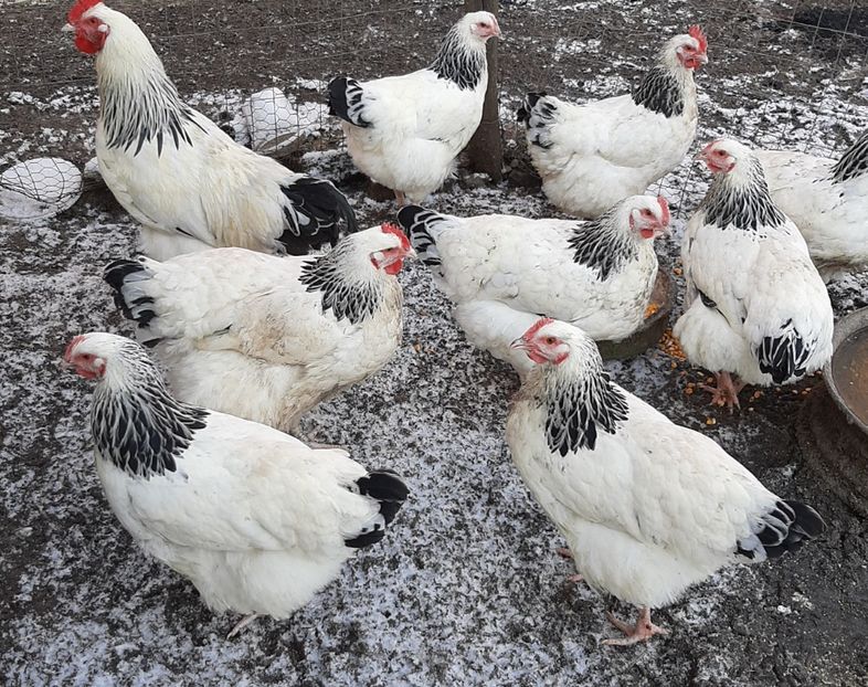  - Familie sussex 4gaini 1cocos