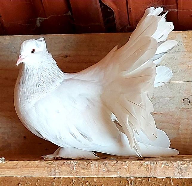  - Voltati indieni matca 2021