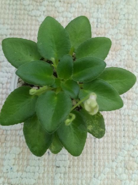 16 ian - Morgan s Junior Mint