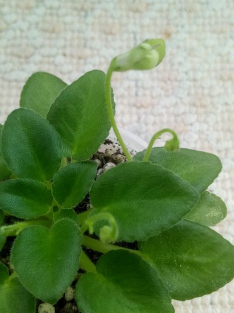 16 ian - Morgan s Junior Mint