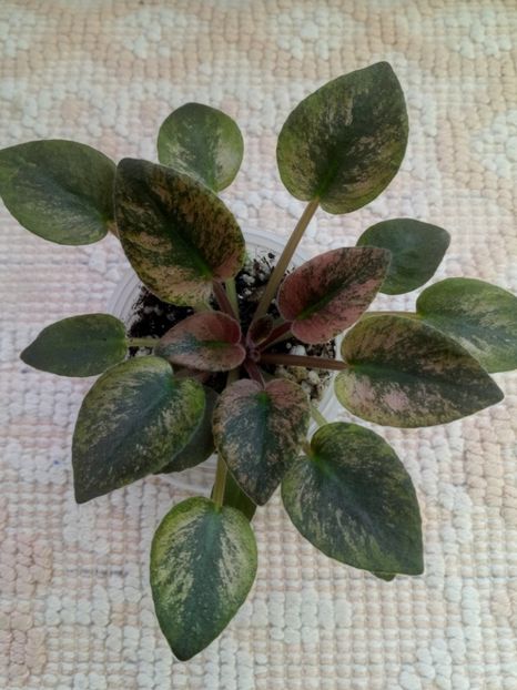 16 ian - MK Nochniye Motiljky