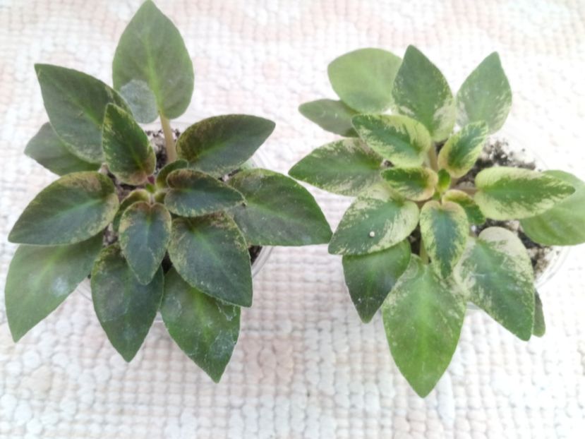 16 ian - MK Stayka Motiljkov