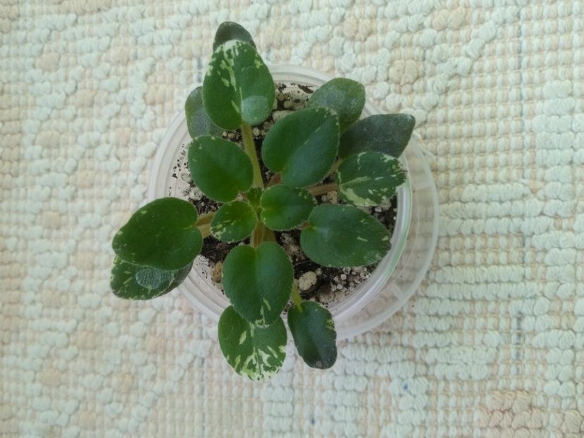 16 ian - Dean s Lavender Blue