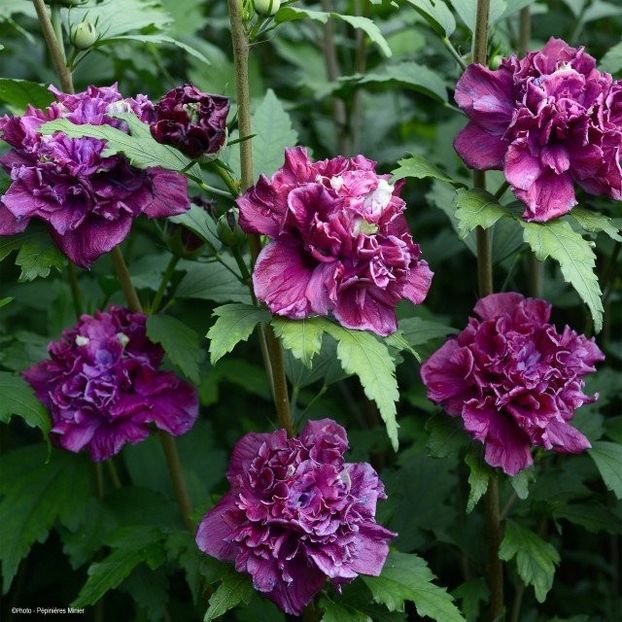 Hibiscus-French-Cabaret-Red- - 0 Hibiscus siriacus french cabaret red sweetgarden-poza preluata!