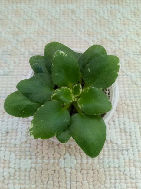 16 ian - N Kot Bajun