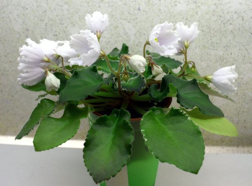 OS Dance of Little Swans - OS Dance of Little Swans