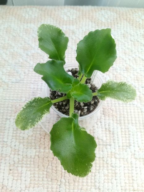 16 ian - OS Dance of Little Swans