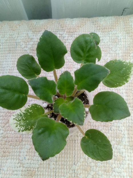 16 ian - LE Chrustaljniy Lebedj