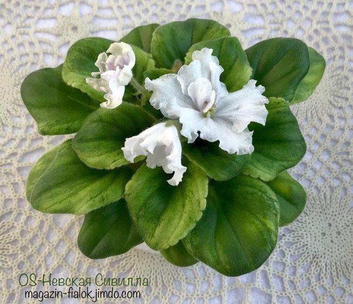 OS Nevskaya Sibyl - OS Nevskaya Sibyl