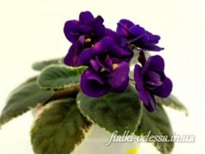 poza net - Mac s Smoldering Sapphire