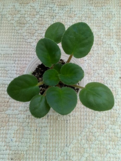 16 ian - Mac s Smoldering Sapphire