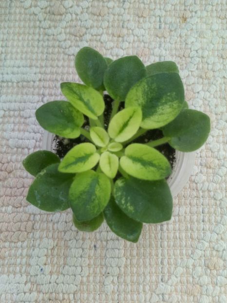 16 ian - Jolly Andrea