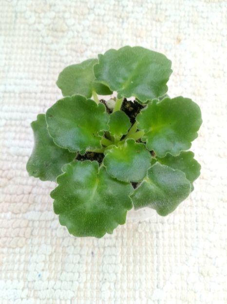 16 ian - LE Porcelain Rose