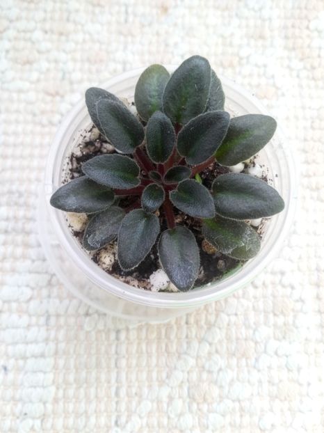 16 ian - Tipped Honey