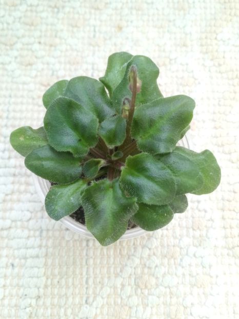 16 ian - Imp s Fortuitous Fancy