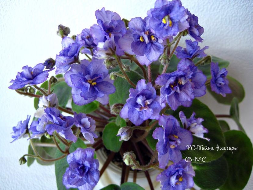 RS Tayna Niagary poza net - RS Tayna Niagary