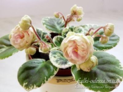 LE Elly poza net - LE Elly