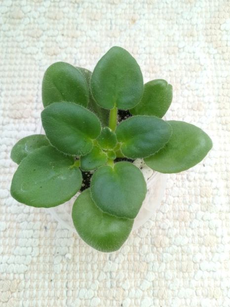 16 ian - N Selioniy Tchay