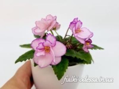 poza net - Morgan s little Linnie