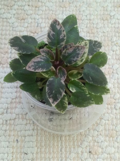 16 ian - LE Gornaya Lavanda