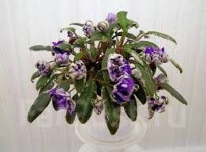 LE Rose Noire - LE Rose Noire