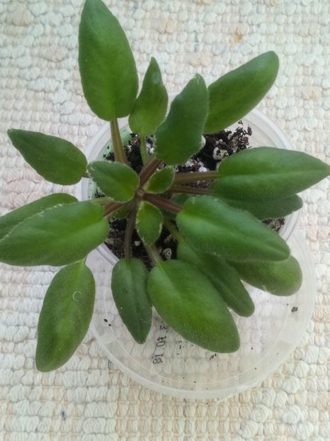 16 ian - LE Rose Noire