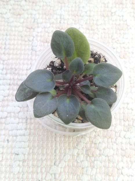 16 ian - ZZ Running Wild