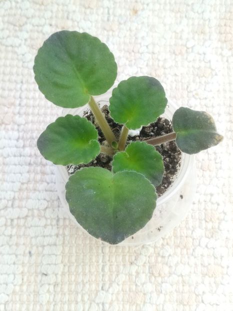 16 ian - Cajun s Wine Me Up