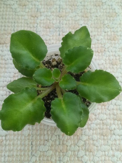 16 ian - N Boa Konstriktor