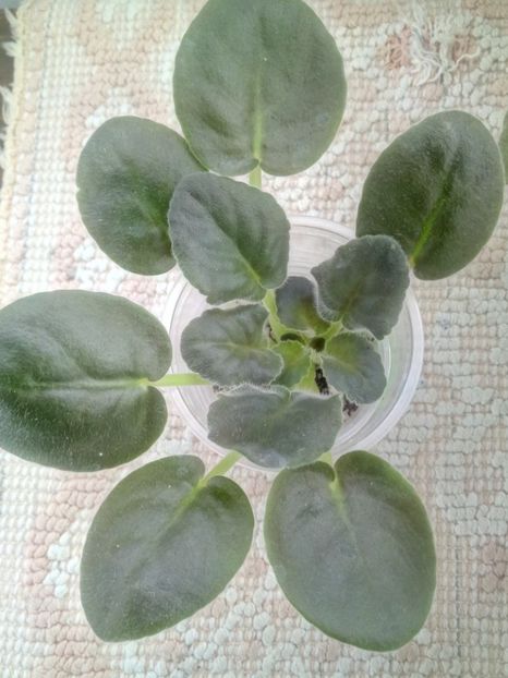 16 ian - ZZ AE Lady Lorain