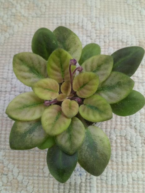 6 ian - ZZ Rob s Pogo Stick sport