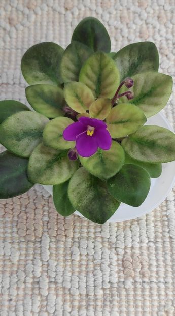 12 ian - ZZ Rob s Pogo Stick sport