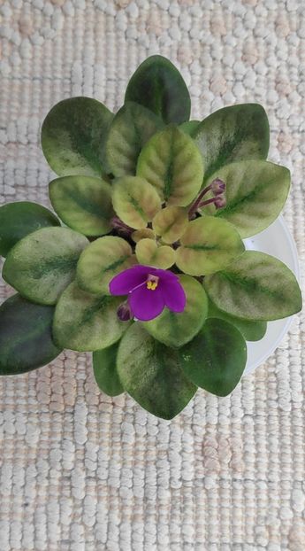 12 ian - ZZ Rob s Pogo Stick sport