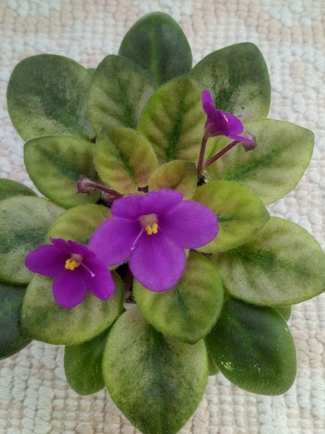 16 ian - ZZ Rob s Pogo Stick sport