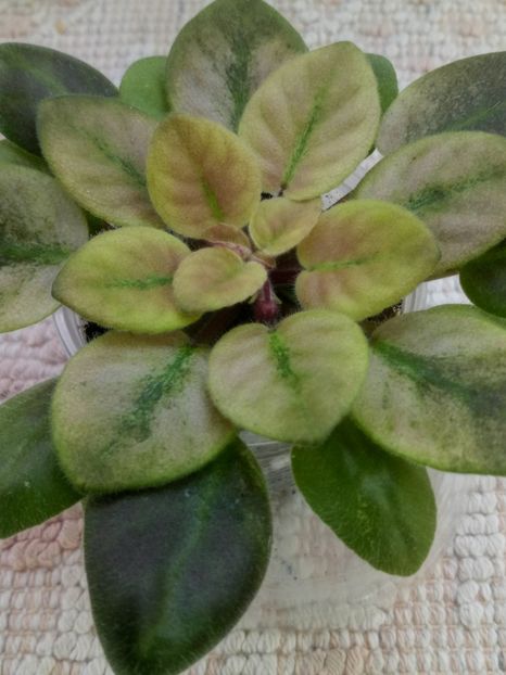 25 dec - ZZ Rob s Pogo Stick sport