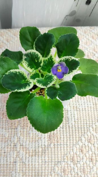 12 ian - ZZ Frosty Frolic