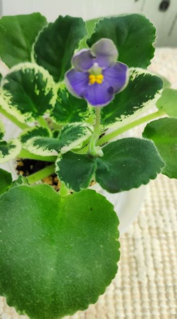 12 ian - ZZ Frosty Frolic