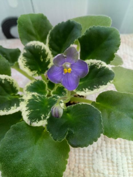 16 ian - ZZ Frosty Frolic