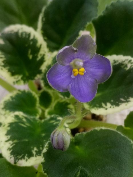 16 ian - ZZ Frosty Frolic