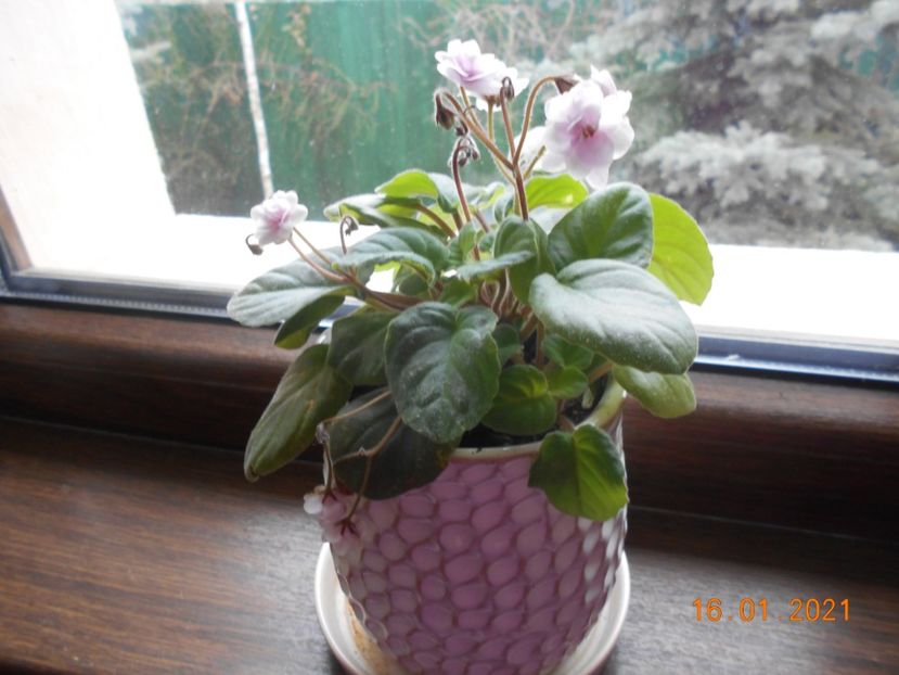 Rob's vanilla trail, 16.01.2021 - 1Iarna 2020-2021