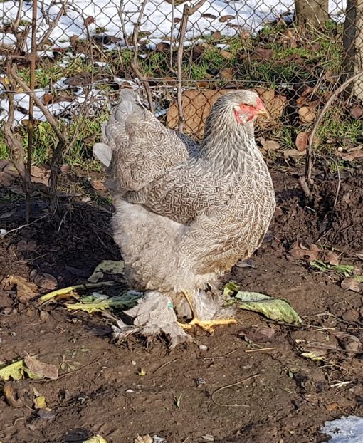  - B__Brahma Silver orange