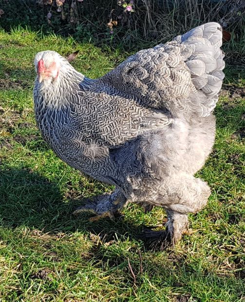  - B__Brahma Silver orange