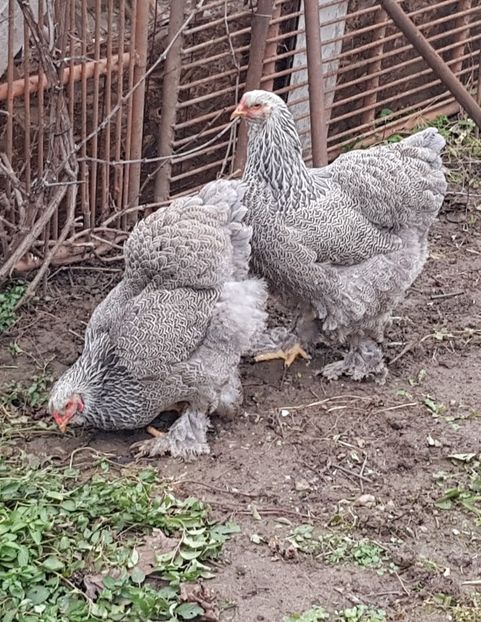  - B__Brahma Silver orange